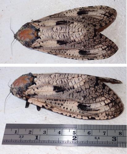 Réf. 312 167 : Xyleutes strix